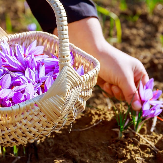 Magical Benefits of Saffron